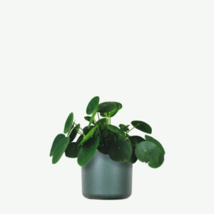 Aralia Ming