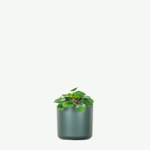 Dracaena Lisa