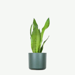 Pilea Peperomioides