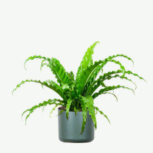 Zz Plants
