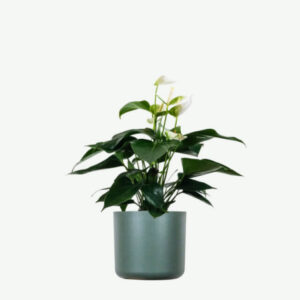 Alocasia Regal Shield